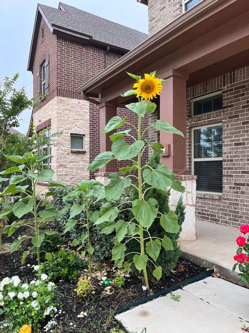 Sunflowers Make A Big Statement For Little Cost