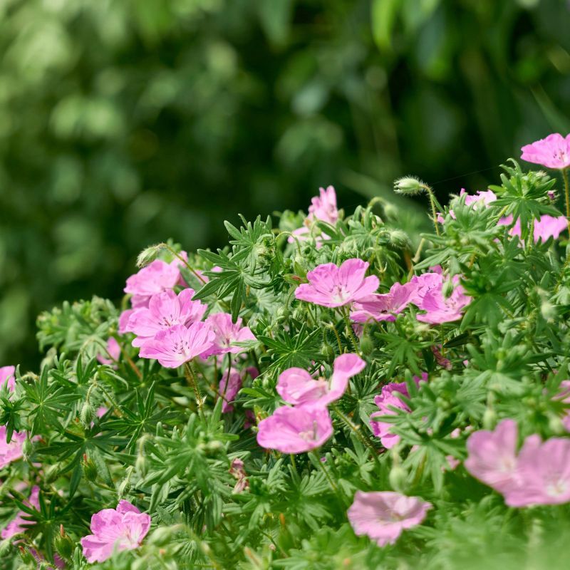 Hardy Geranium 