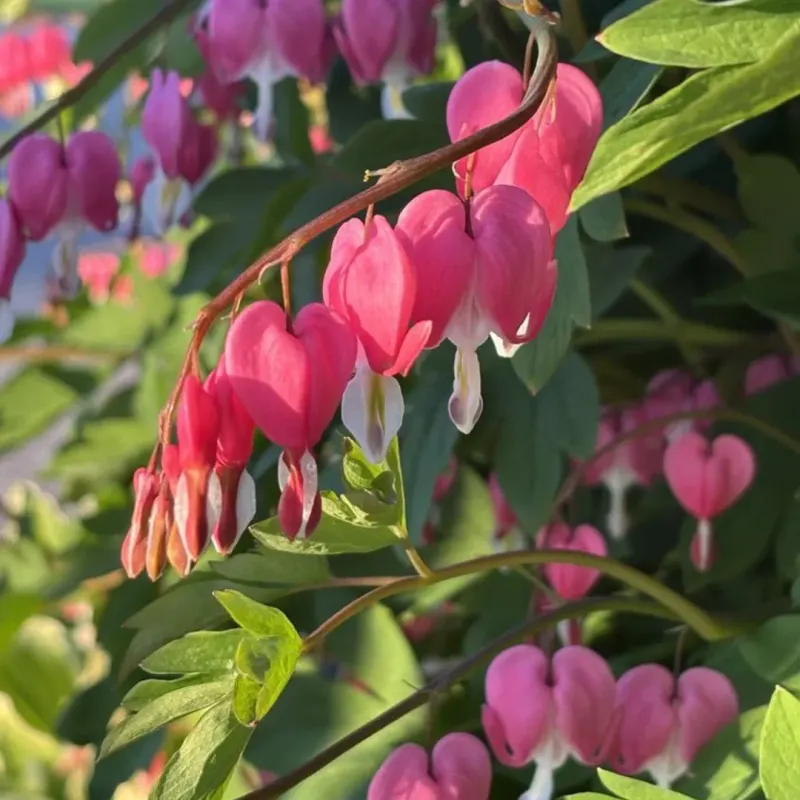 Bleeding Heart Produces Graceful Pink Spring Flowers
