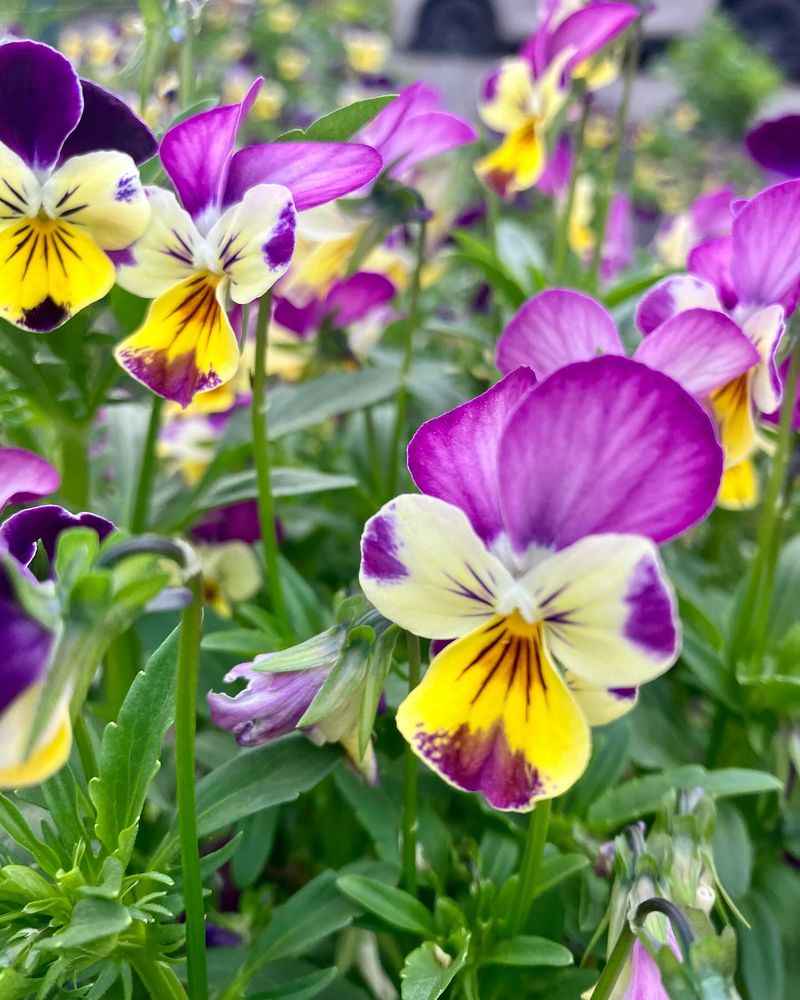 Violas Continue Blooming Through Cold Spring Weather