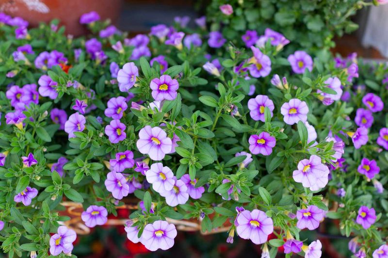 Petunias Can Be Planted In Late March In The Coastal Plain