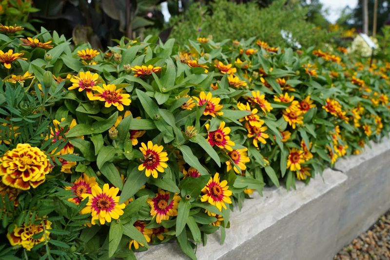 Zinnias In Vibrant Bicolor Patterns That Love Summer Sun