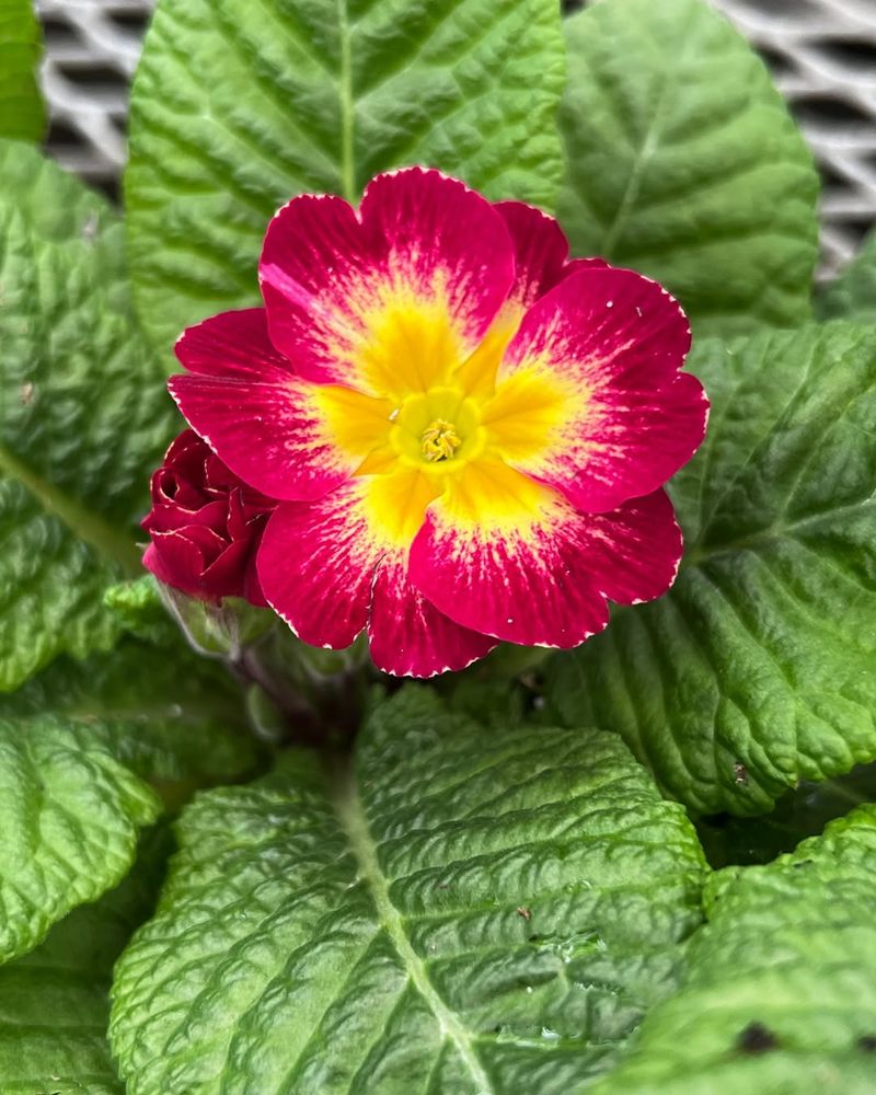Primrose