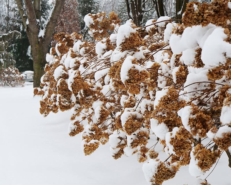 Remove Covers Gradually After Temperatures Rise