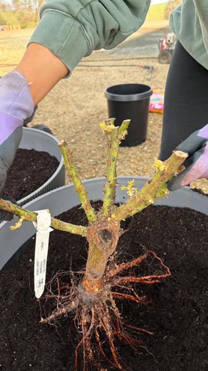 Amend Native Soil Lightly To Improve Drainage Without Overenriching