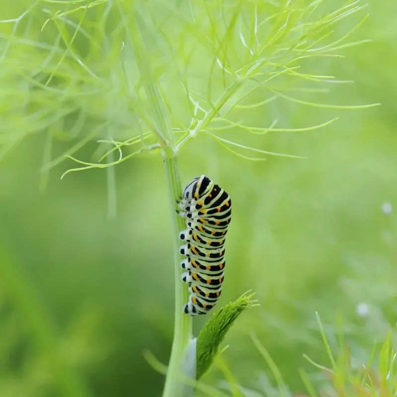 Fennel: A Butterfly Magnet That Keeps Giving