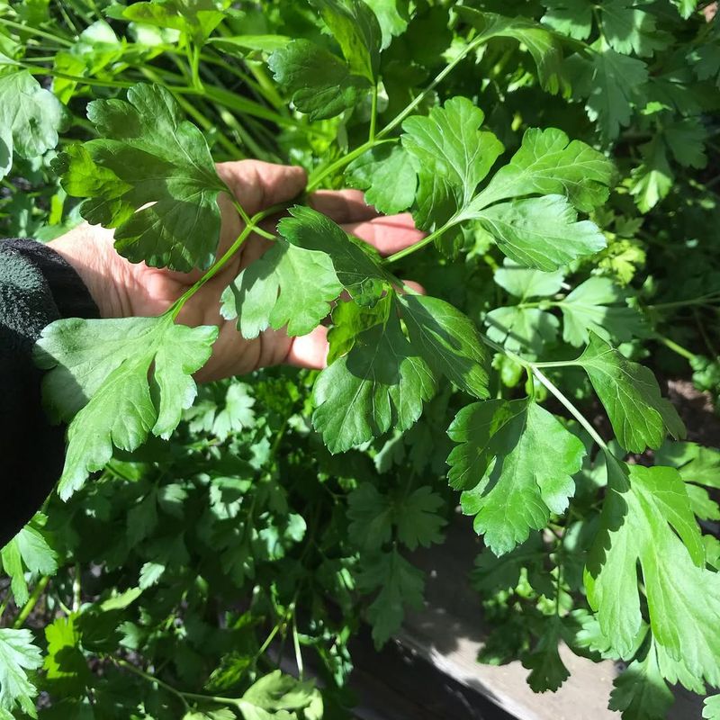 Parsley Supports A Balanced Garden Ecosystem