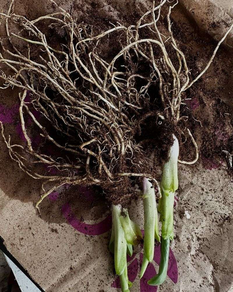 Divide Overgrown Perennials Before Active Growth Surges