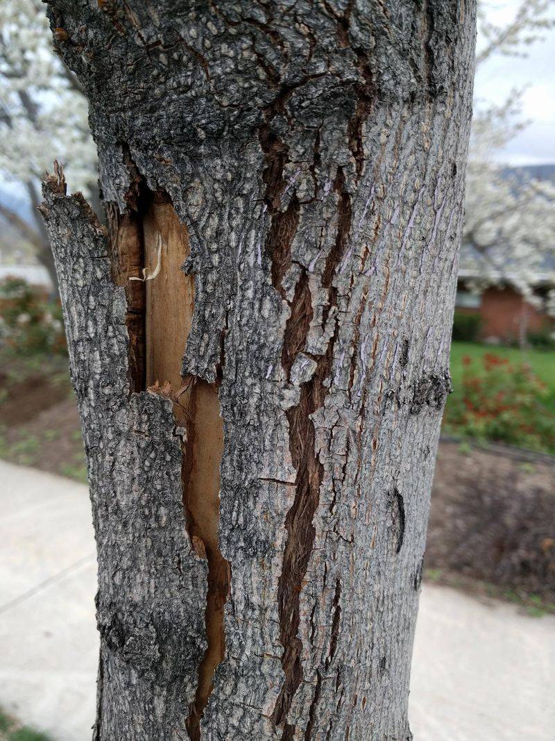 Cracked Or Split Bark On Trees And Shrubs