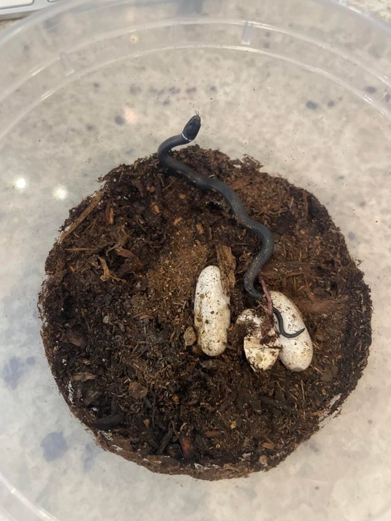 Know What Happens After Hatching