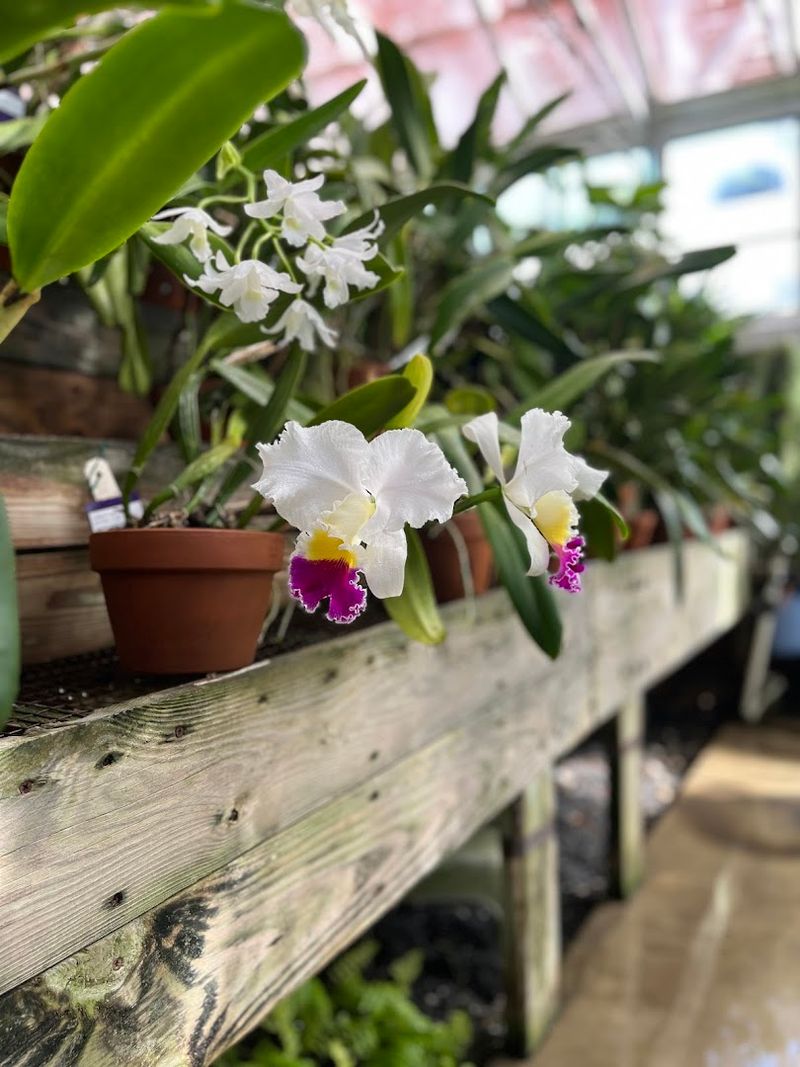 Explore The Beautiful McMillan Greenhouse Filled With Tropical Plants