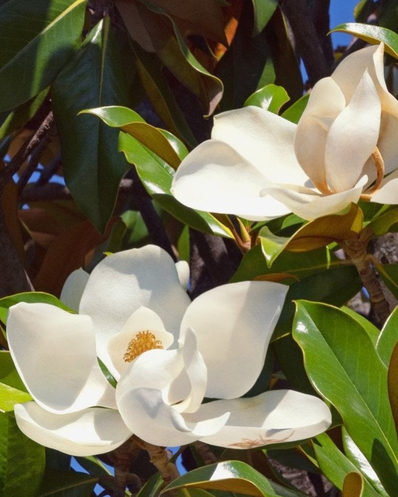 Dwarf Southern Magnolia Keeps Large Shiny Leaves Year Round