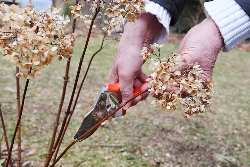 Prune Winter Damage To Encourage Healthy Growth