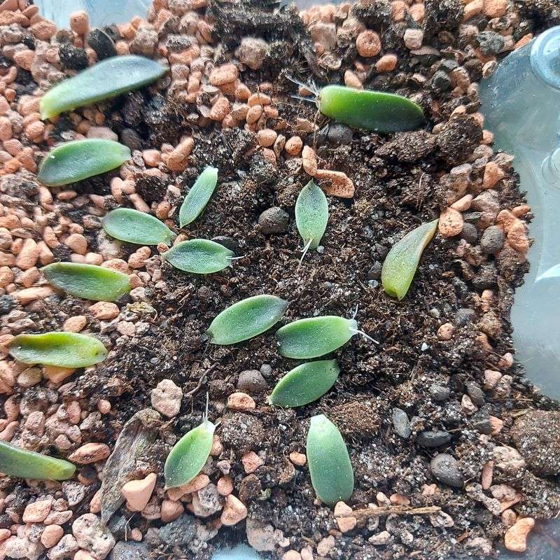 Layer Leaves And Stems For Easy Growth