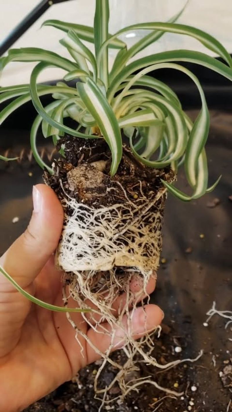 Grow New Plants From Offsets