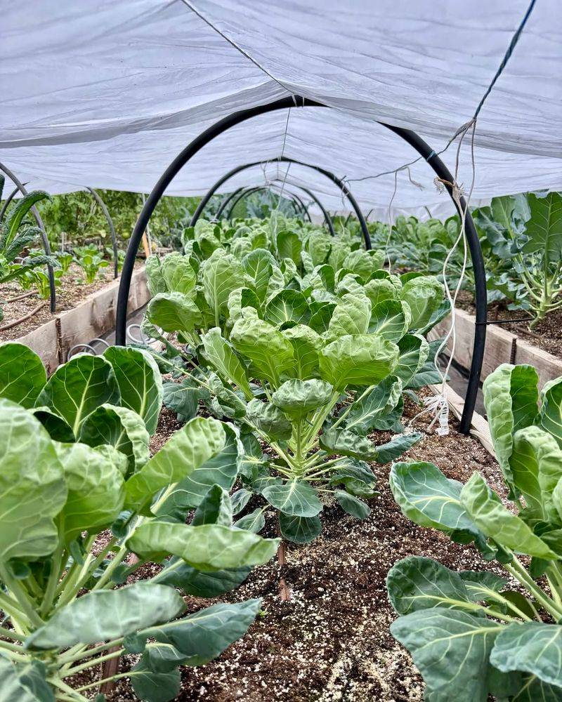 Start Cool Season Crops At The Right Time