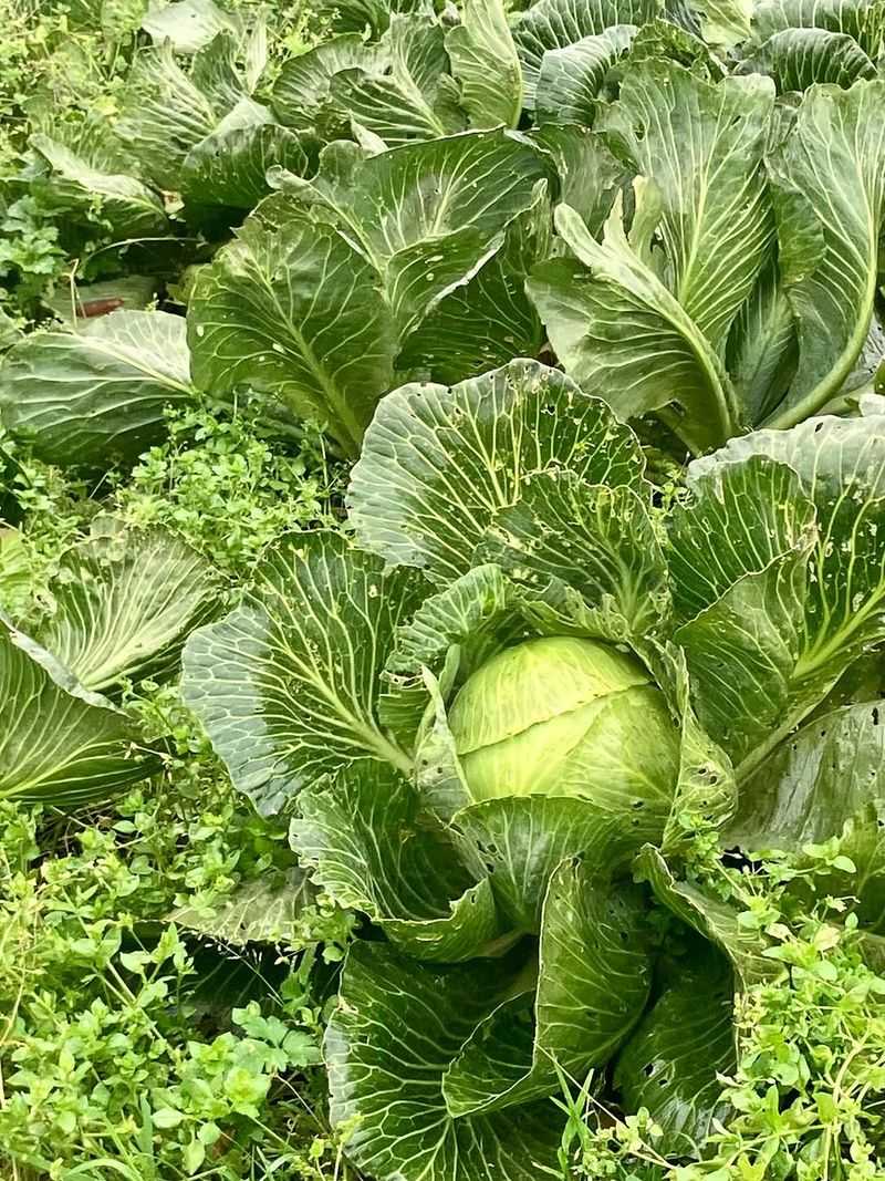 Start Cool Season Seeds At The Right Time