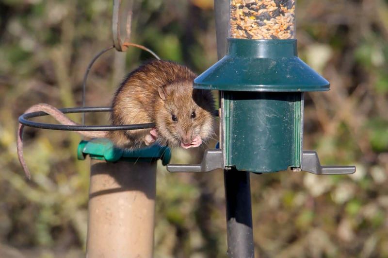 Bird Feeders Alone Do Not Create Rat Problems