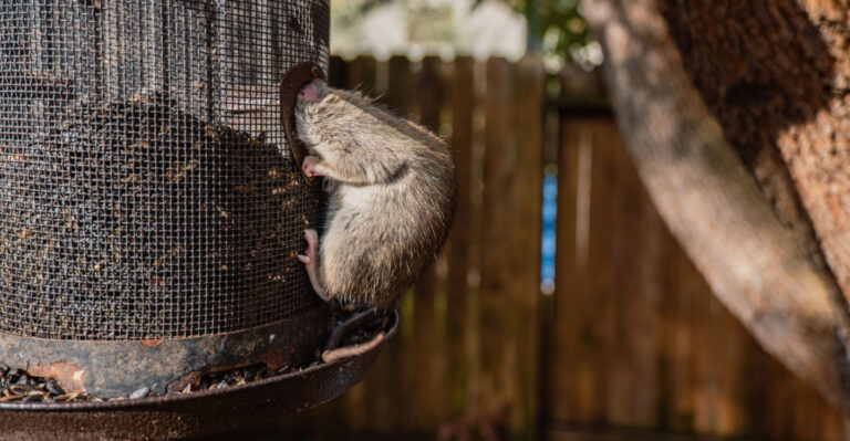 rat in a bird feeder