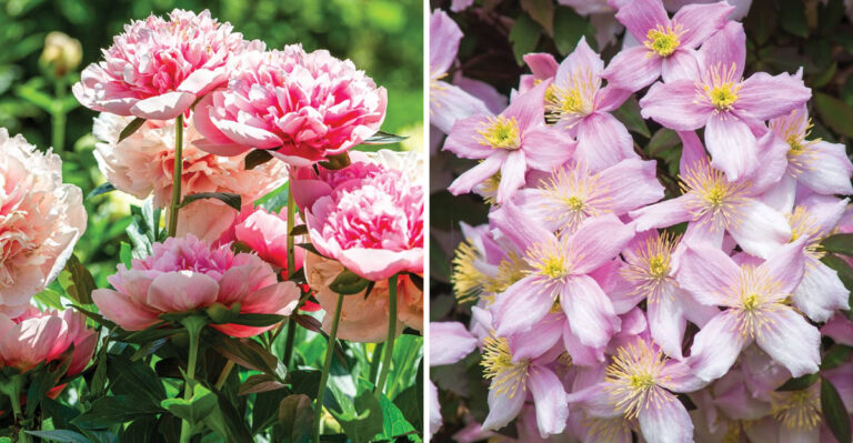 Do Not Bring These Plants Indoors If You Live In Michigan