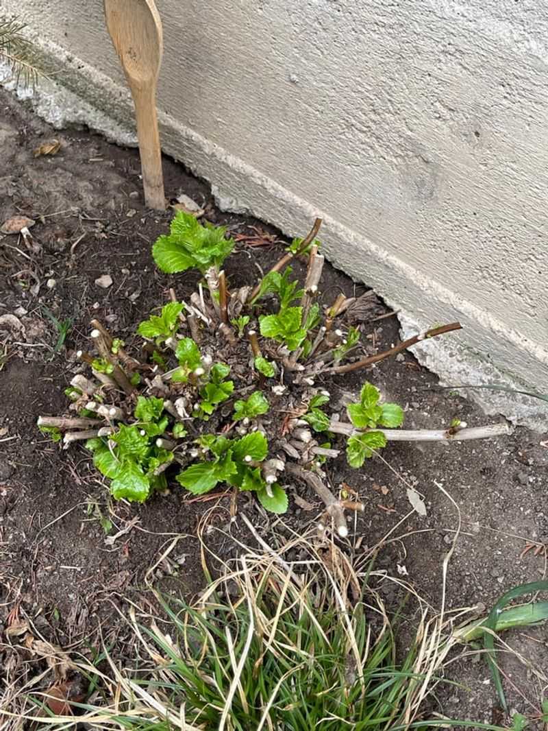 One Cut Can Cost Blooms