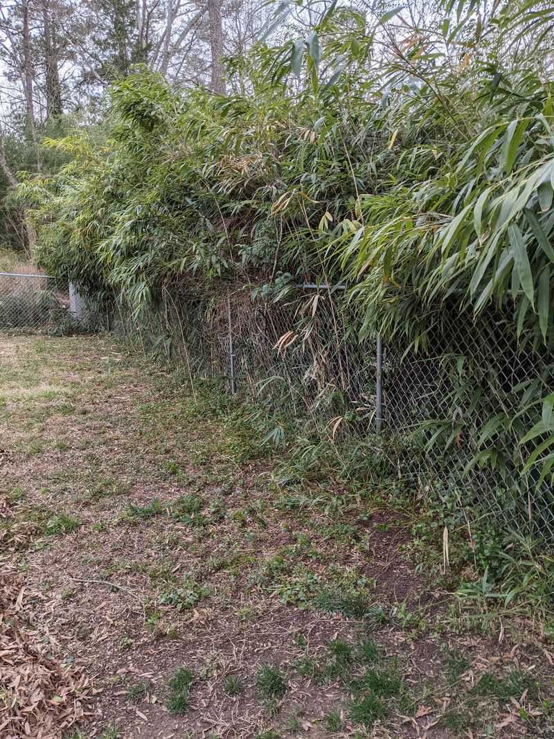 Beware Of Fast-Spreading Trouble Plants