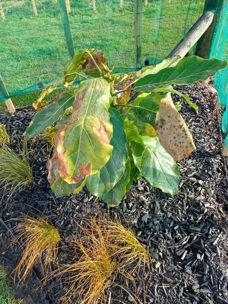 Check For Damage And Let Plants Recover Naturally