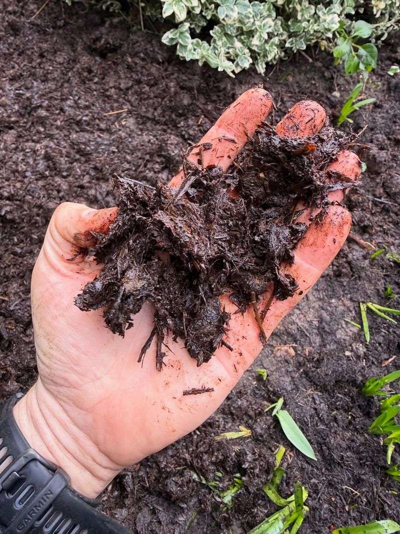 Start Feeding Only After Steady New Growth Appears