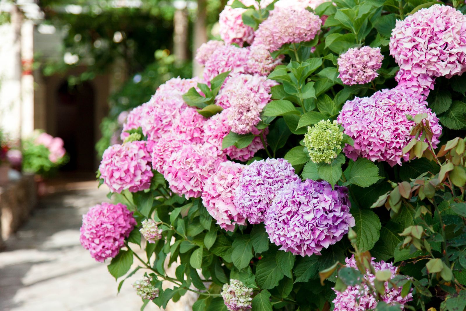 hydrangea