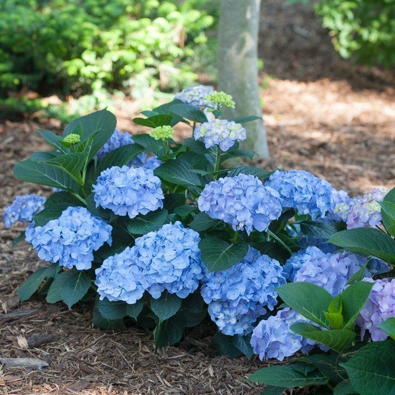 Choose The Right Hydrangea For Pennsylvania Climate