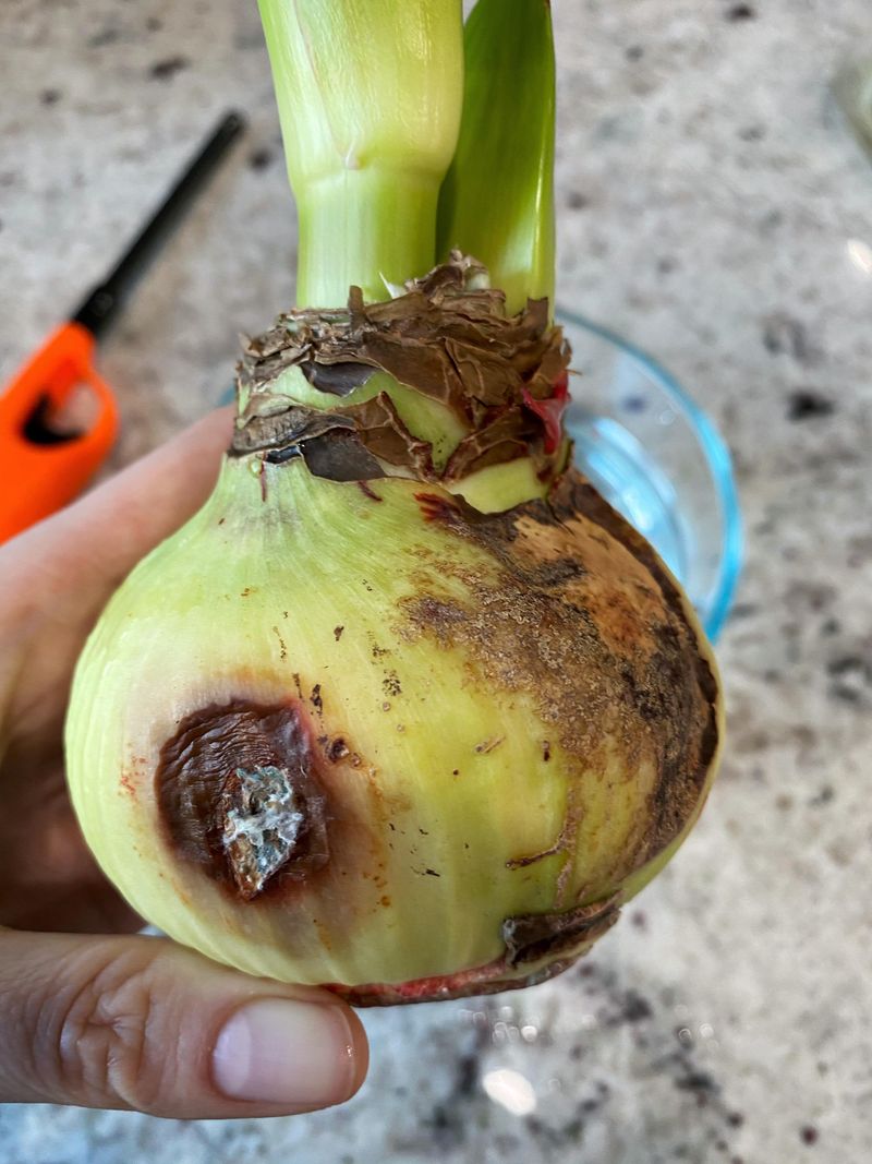 Inspect The Bulb For Health