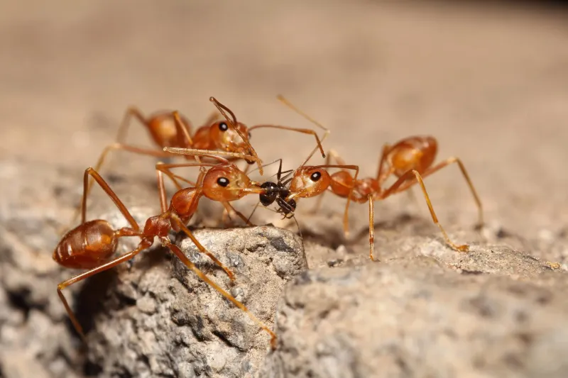 The Threat Of Fire Ants In Texas Gardens