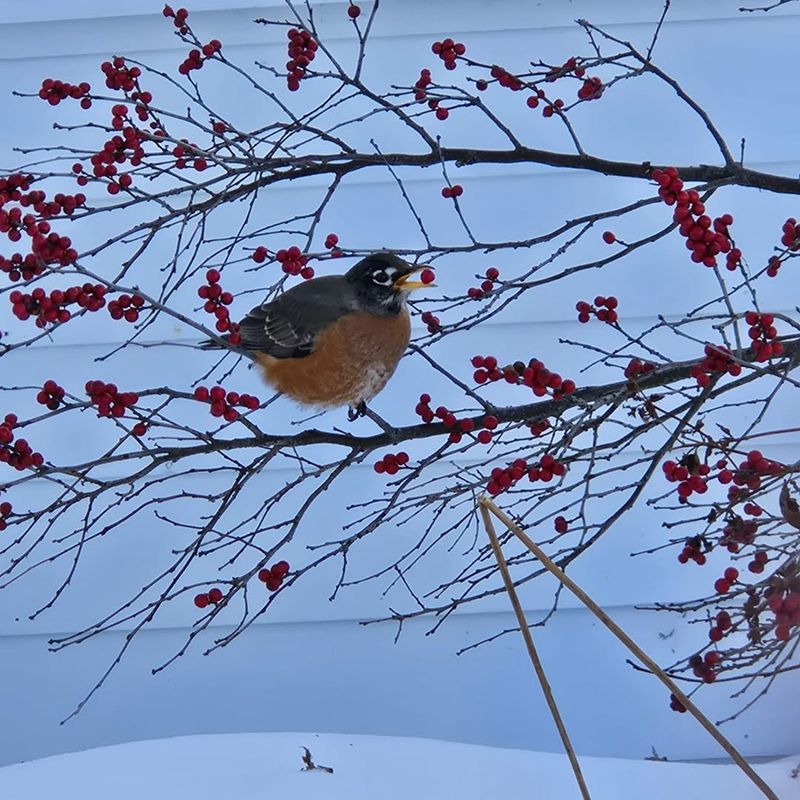 Winterberry Sustains Birds Through Late Cold
