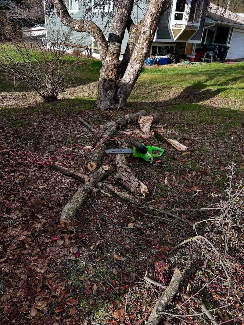 Pecan Trees Respond Best To Careful Dormant Season Cuts
