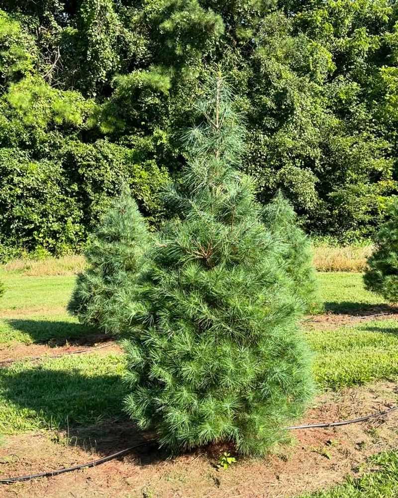 Eastern White Pine Provides Shelter In All Seasons