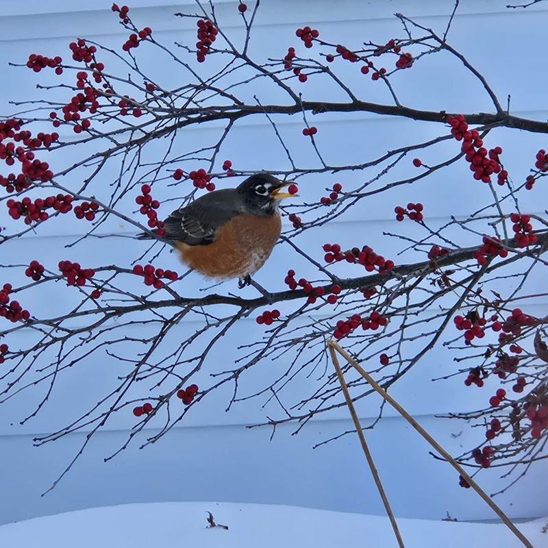 Holly Shrubs That Keep Robins Fed When Food Is Scarce