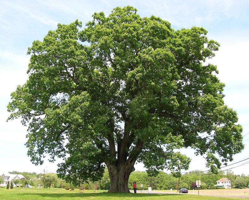 Oak Tree 