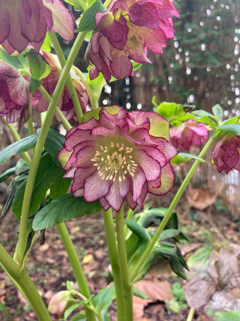 How Withered Foliage Spreads Disease