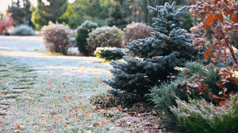 Don't Leave Salt Build-Up Around Plants