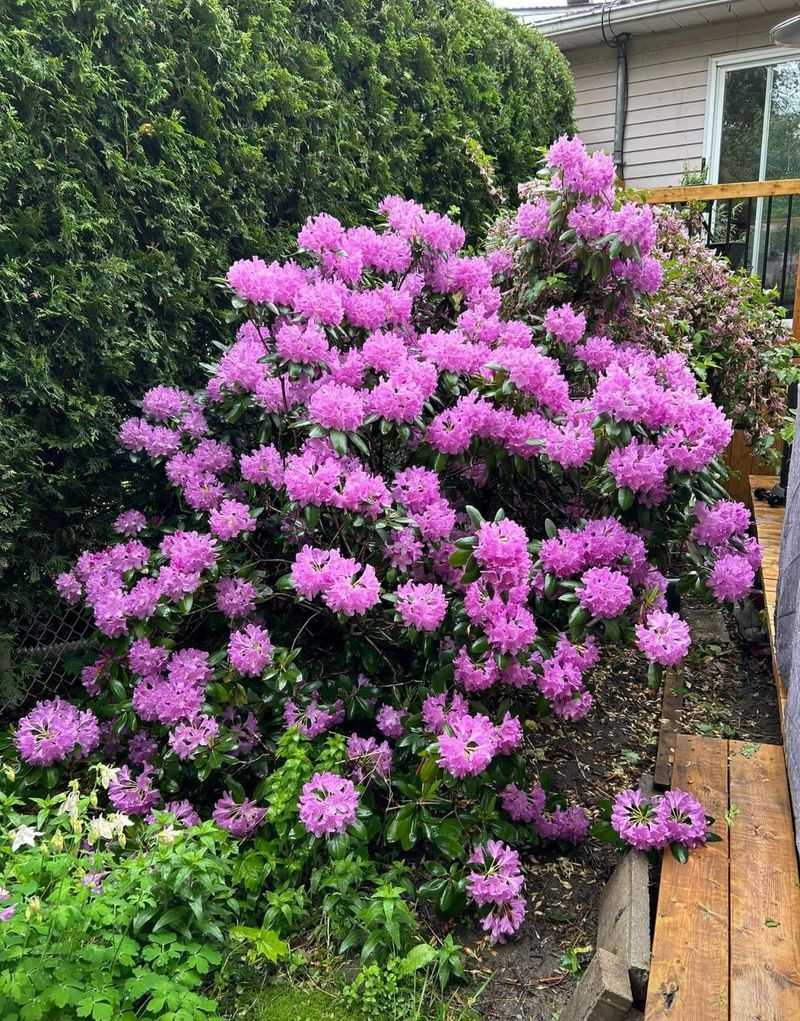 Don't Prune Spring-Blooming Shrubs Now
