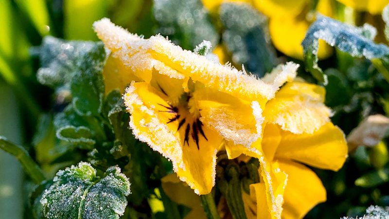 Don't Ignore Late Frost Risk