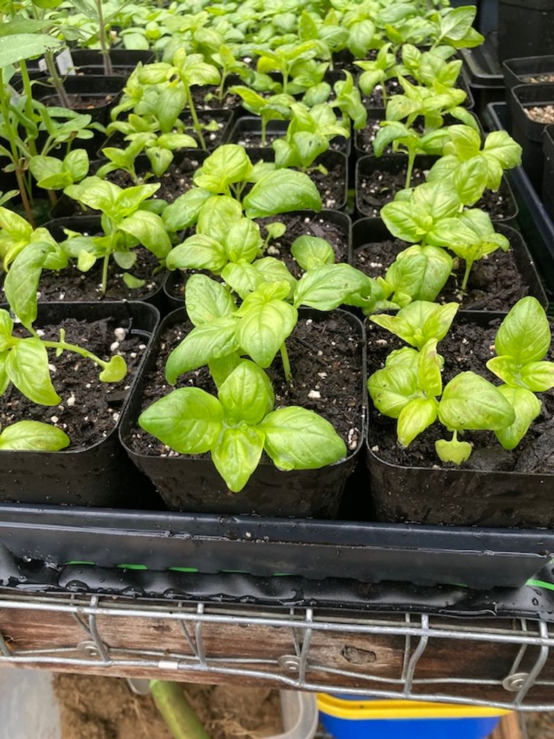 Don't Rush Seedlings Outdoors