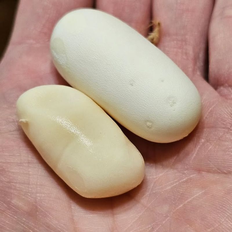 Are They Really Snake Eggs?