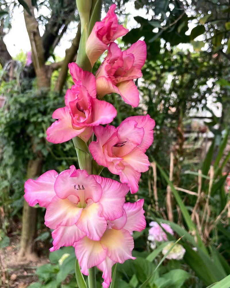 Time It With Your Last Frost