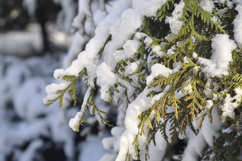 Don't Knock Heavy Snow Off Trees And Shrubs Forcefully