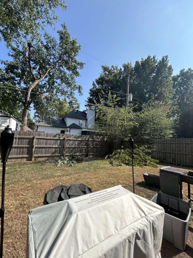 Avoid Planting Messy Trees Along Boundaries