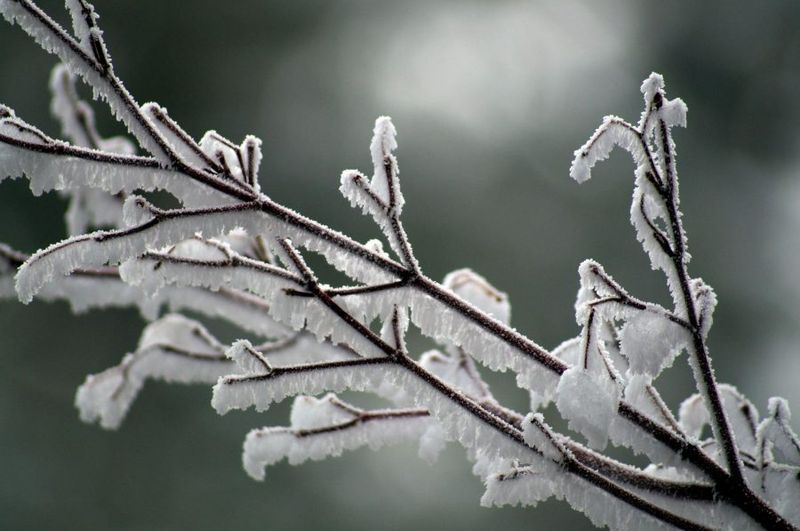 Don't Prune During Deep Freezes
