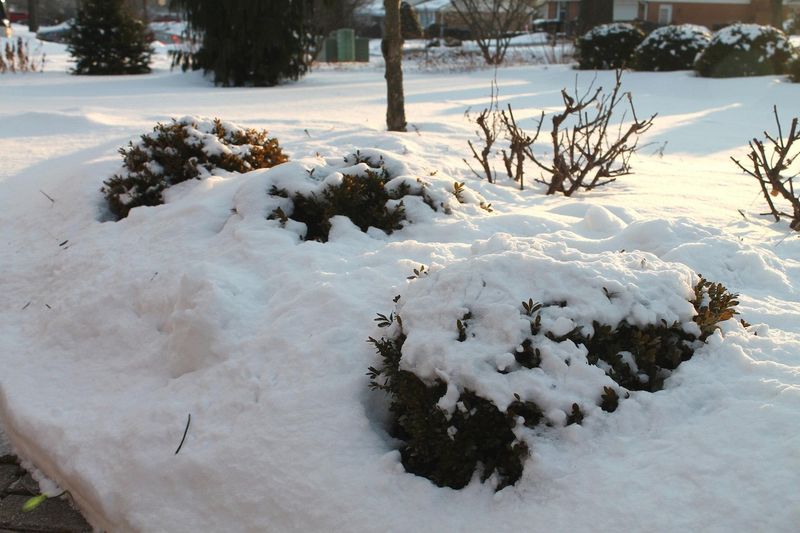 Don't Let Heavy Snow Collapse Your Shrubs