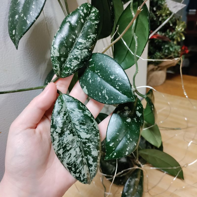 Humidity Makes Hoyas Happy