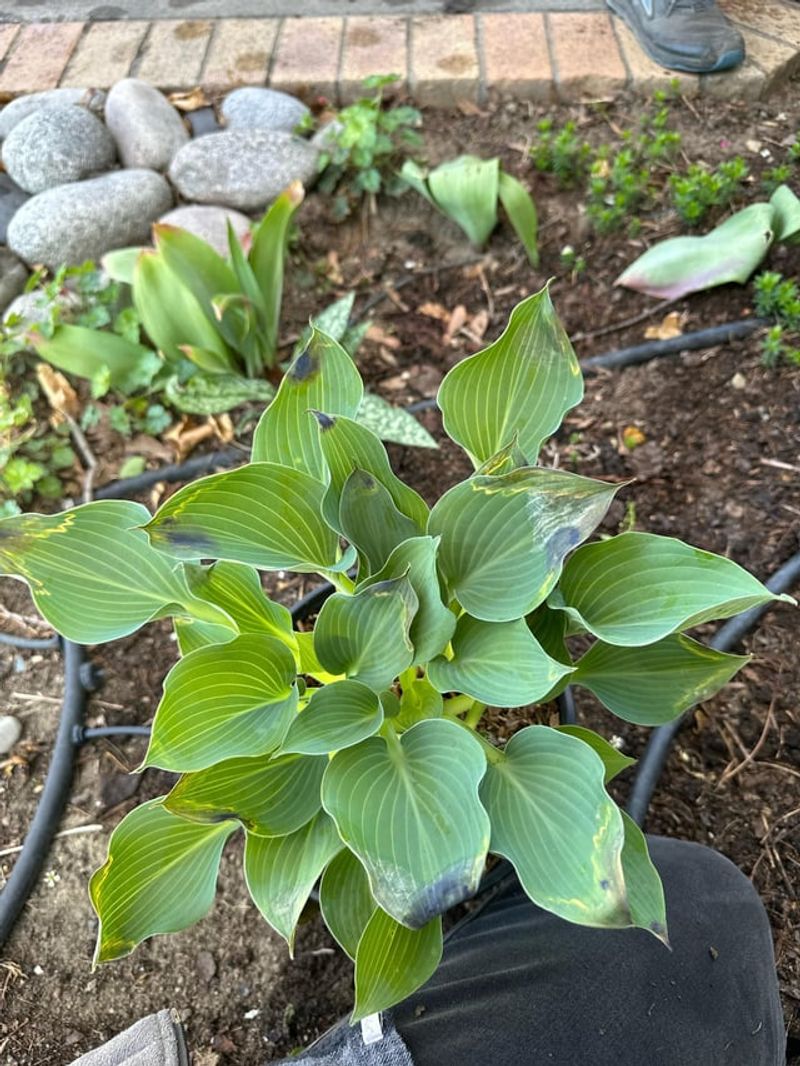 Check What's Truly Damaged (Not Just Wilted)